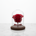 Preserved red rose under a clear glass dome on a walnut base