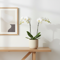 White orchid in a modern matte ceramic planter on a console table
