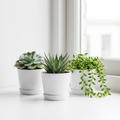 Three succulents in white ceramic pots on a sunny windowsill